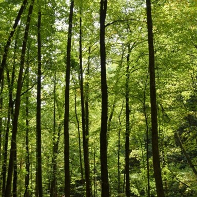 forest